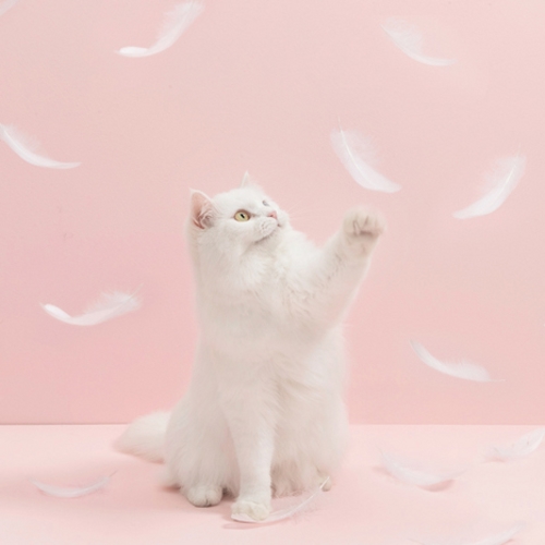 Игрушка-дразнилка с перьями для кошек Furrytail Flamingo Cat Teaser (Голубой) 