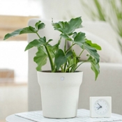 Умный горшок для цветов Flora Smart Flower Pot (Белый) - фото